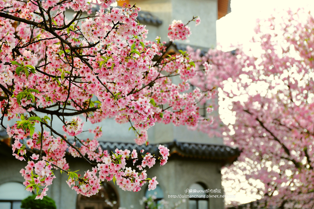 【遊║台北陽明山】東方寺～「櫻」姿煥發！吉野櫻、紫藤花盛開中，把握最後賞櫻時機！（105.4.7花況）　