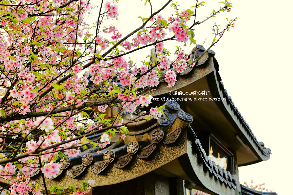 【遊║台北陽明山】東方寺～「櫻」姿煥發！吉野櫻、紫藤花盛開中，把握最後賞櫻時機！（105.4.7花況）　