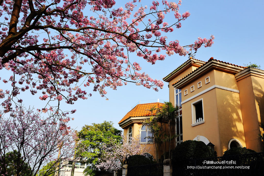 【遊║台北陽明山】東方寺～「櫻」姿煥發！吉野櫻、紫藤花盛開中，把握最後賞櫻時機！（105.4.7花況）　