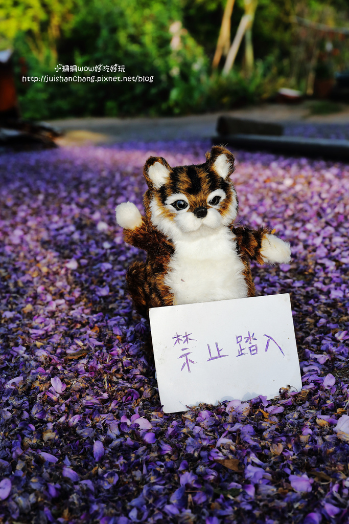 【遊║台北陽明山】東方寺～「櫻」姿煥發！吉野櫻、紫藤花盛開中，把握最後賞櫻時機！（105.4.7花況）　