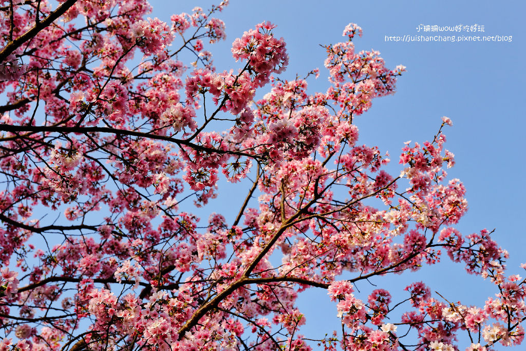 【遊║台北陽明山】東方寺～「櫻」姿煥發！吉野櫻、紫藤花盛開中，把握最後賞櫻時機！（105.4.7花況）　