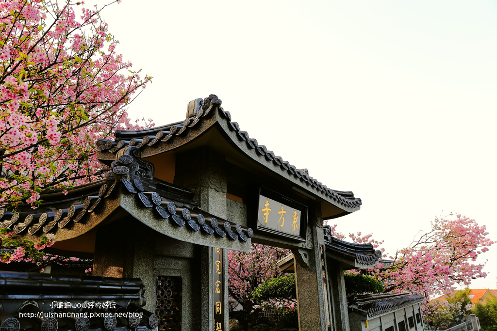 【遊║台北陽明山】東方寺～「櫻」姿煥發！吉野櫻、紫藤花盛開中，把握最後賞櫻時機！（105.4.7花況）　