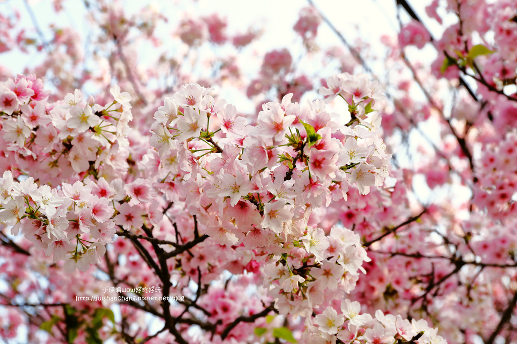【遊║台北陽明山】東方寺～「櫻」姿煥發！吉野櫻、紫藤花盛開中，把握最後賞櫻時機！（105.4.7花況）　