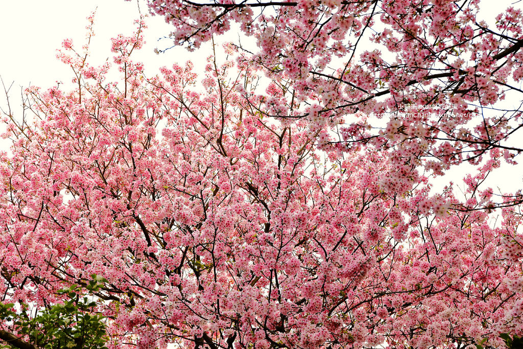 【遊║台北陽明山】東方寺～「櫻」姿煥發！吉野櫻、紫藤花盛開中，把握最後賞櫻時機！（105.4.7花況）　