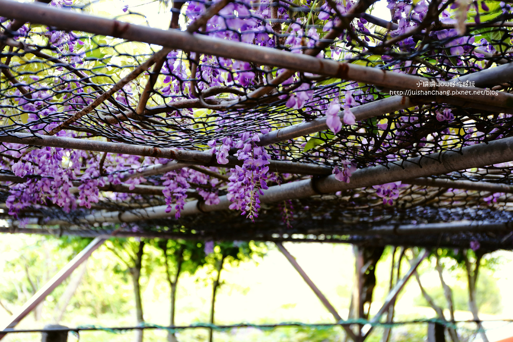 【遊║台北陽明山】東方寺～「櫻」姿煥發！吉野櫻、紫藤花盛開中，把握最後賞櫻時機！（105.4.7花況）　
