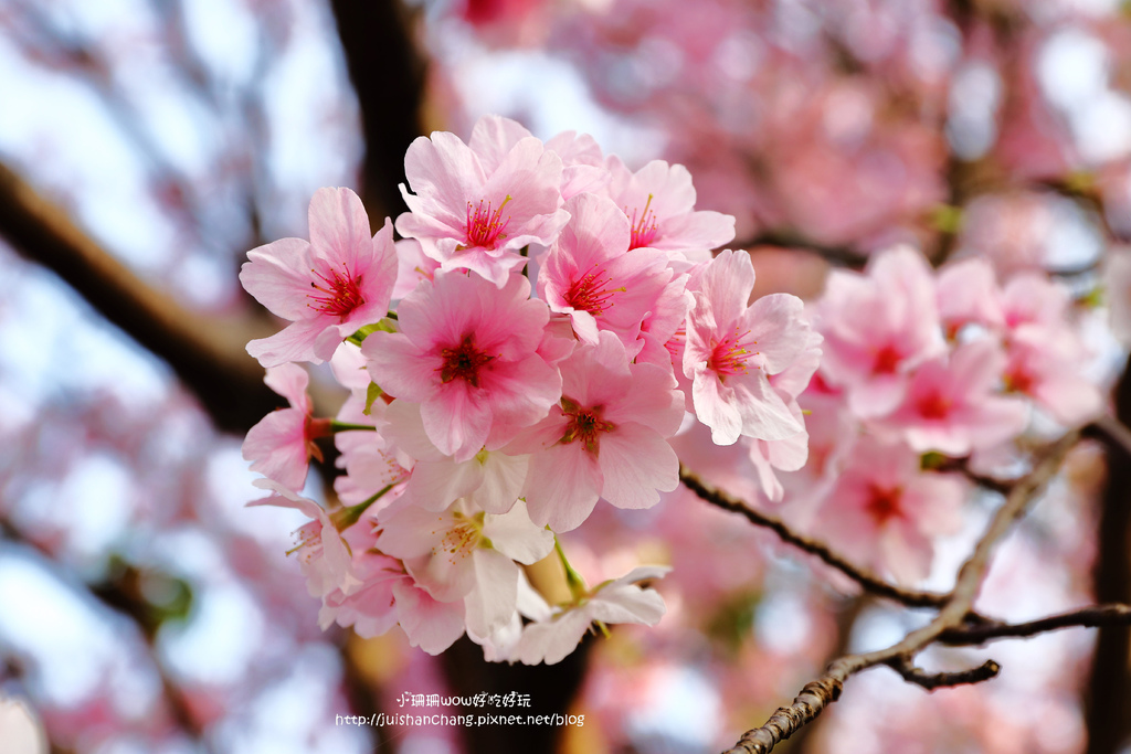【遊║台北陽明山】東方寺～「櫻」姿煥發！吉野櫻、紫藤花盛開中，把握最後賞櫻時機！（105.4.7花況）　