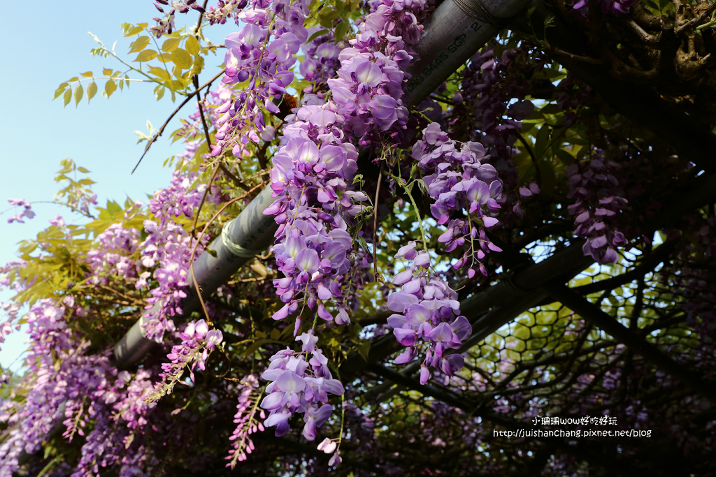 【遊║台北陽明山】東方寺～「櫻」姿煥發！吉野櫻、紫藤花盛開中，把握最後賞櫻時機！（105.4.7花況）　