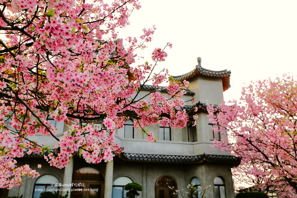 【遊║台北陽明山】東方寺～「櫻」姿煥發！吉野櫻、紫藤花盛開中，把握最後賞櫻時機！（105.4.7花況）　