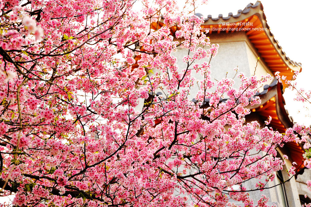 【遊║台北陽明山】東方寺～「櫻」姿煥發！吉野櫻、紫藤花盛開中，把握最後賞櫻時機！（105.4.7花況）　