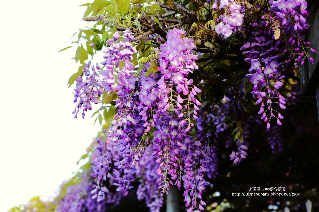 【遊║台北陽明山】東方寺～「櫻」姿煥發！吉野櫻、紫藤花盛開中，把握最後賞櫻時機！（105.4.7花況）　