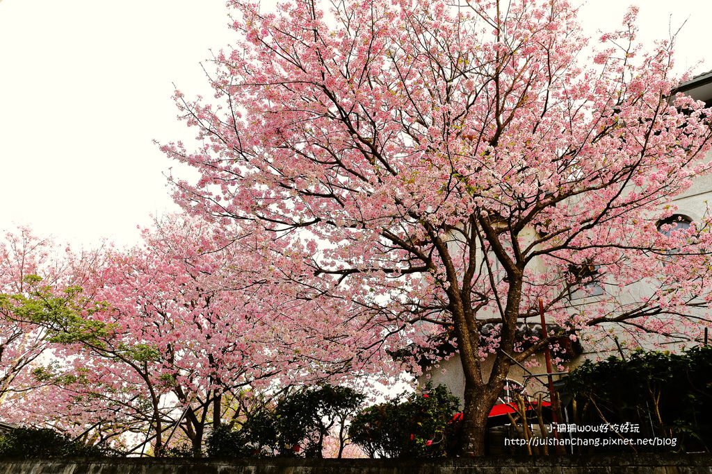 【遊║台北陽明山】東方寺～「櫻」姿煥發！吉野櫻、紫藤花盛開中，把握最後賞櫻時機！（105.4.7花況）　