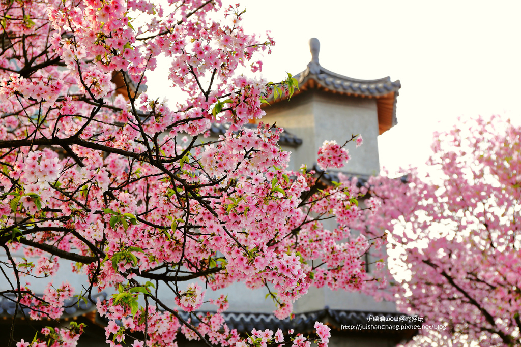 【遊║台北陽明山】東方寺～「櫻」姿煥發！吉野櫻、紫藤花盛開中，把握最後賞櫻時機！（105.4.7花況）　
