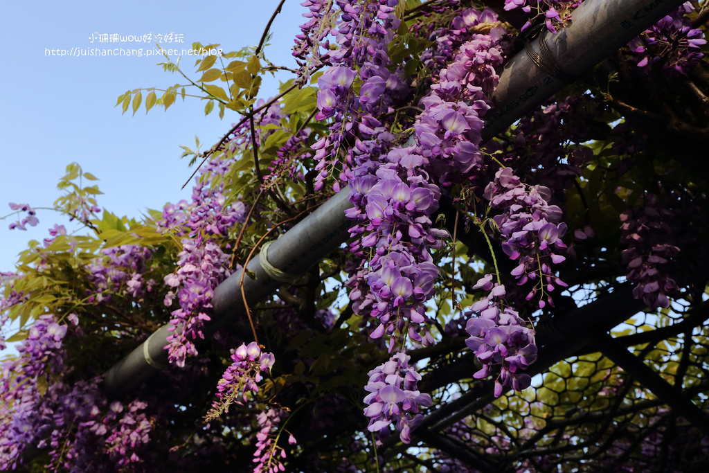 【遊║台北陽明山】東方寺～「櫻」姿煥發！吉野櫻、紫藤花盛開中，把握最後賞櫻時機！（105.4.7花況）　