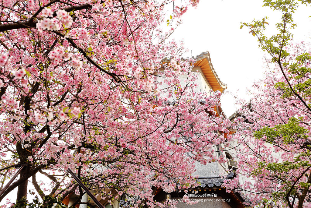 【遊║台北陽明山】東方寺～「櫻」姿煥發！吉野櫻、紫藤花盛開中，把握最後賞櫻時機！（105.4.7花況）　