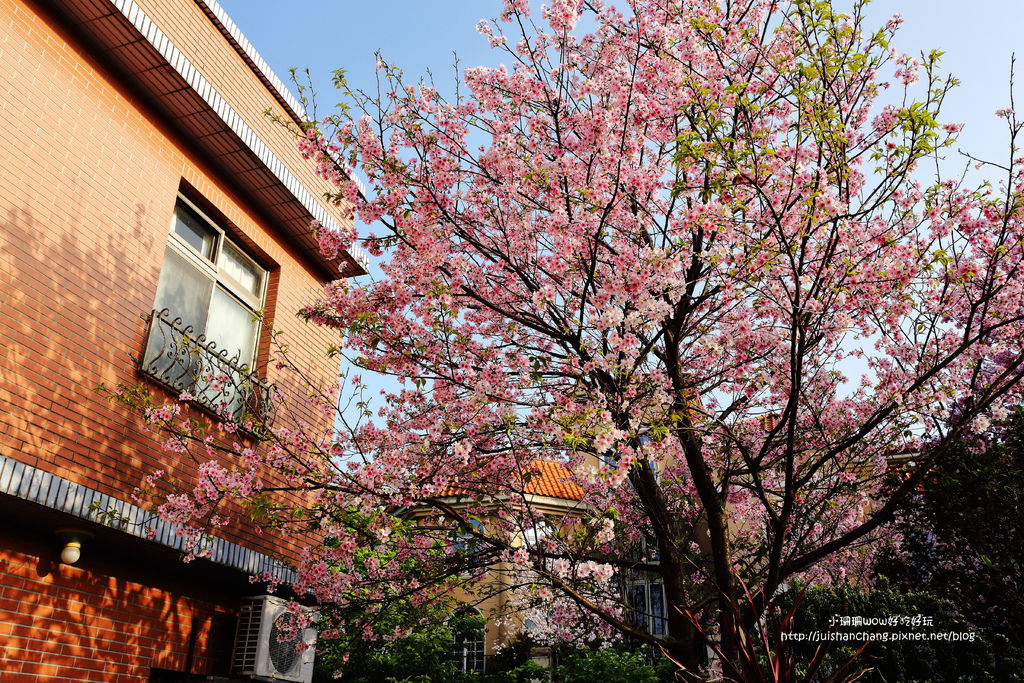 【遊║台北陽明山】東方寺～「櫻」姿煥發！吉野櫻、紫藤花盛開中，把握最後賞櫻時機！（105.4.7花況）　