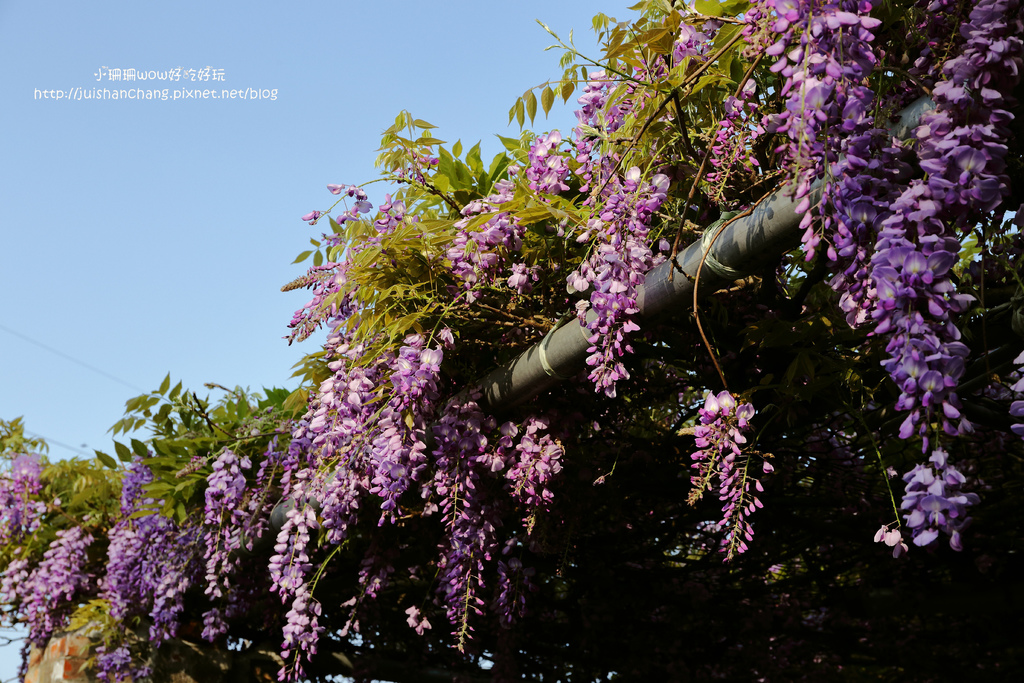 【遊║台北陽明山】東方寺～「櫻」姿煥發！吉野櫻、紫藤花盛開中，把握最後賞櫻時機！（105.4.7花況）　