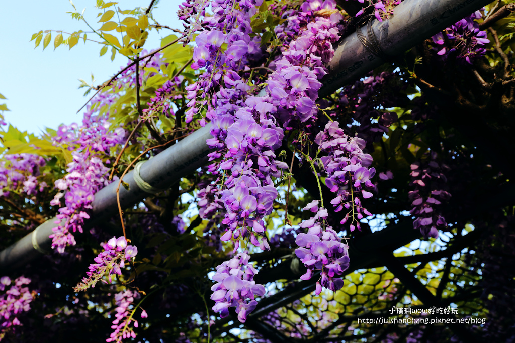 【遊║台北陽明山】東方寺～「櫻」姿煥發！吉野櫻、紫藤花盛開中，把握最後賞櫻時機！（105.4.7花況）　