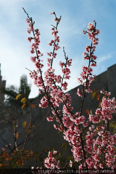 IMG_0594.JPG IMG_0594.JPG