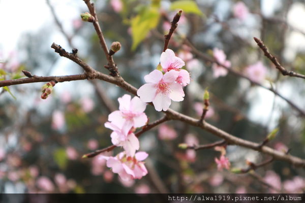 IMG_0621.JPG IMG_0621.JPG