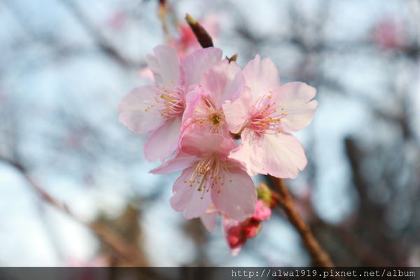 IMG_0611.JPG IMG_0611.JPG