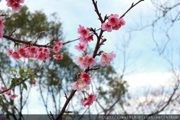 IMG_0656.JPG IMG_0656.JPG