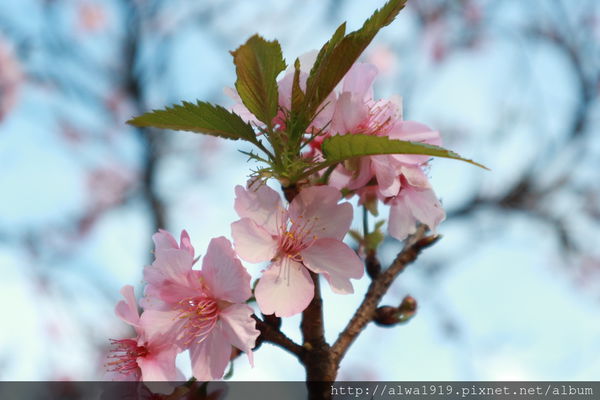 IMG_0602.JPG IMG_0602.JPG