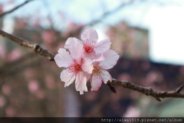 IMG_0637.JPG IMG_0637.JPG