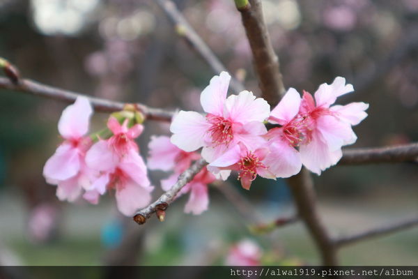 IMG_0619.JPG IMG_0619.JPG