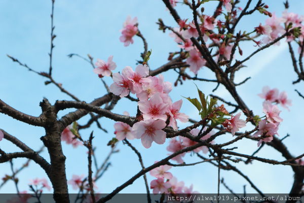 IMG_0596.JPG IMG_0596.JPG