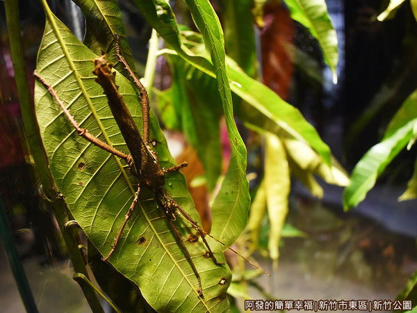 新竹公園09-竹節蟲.JPG