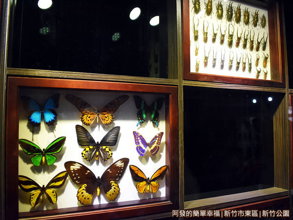 新竹公園08-昆蟲館標本.JPG