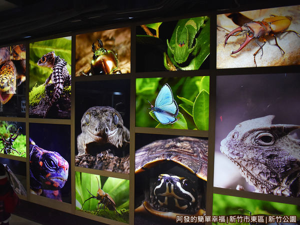 新竹公園06-昆蟲館燈片牆.JPG