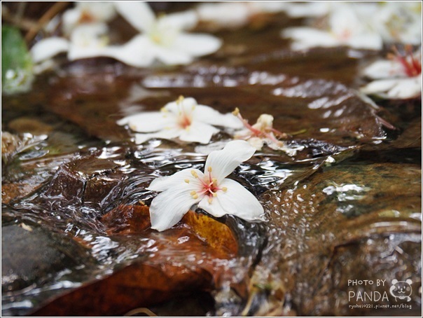 十一指古道 (10)