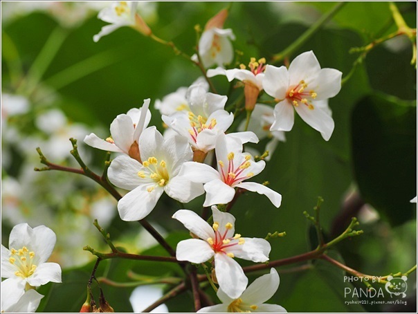 十一指古道 (15)