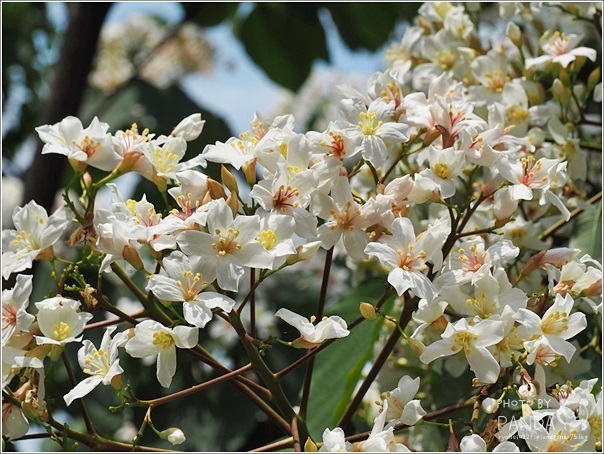 十一指古道 (14)