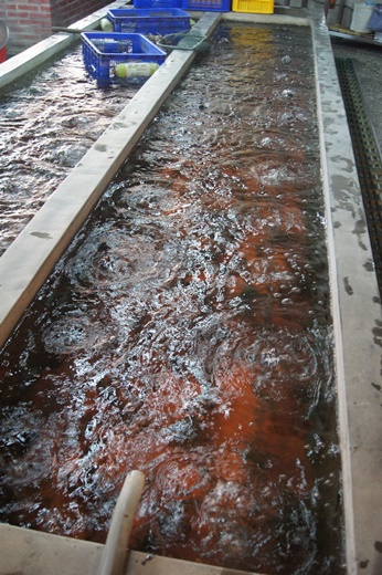 新竹餐廳,新竹餐廳推薦,新竹美食餐廳,新竹美食餐廳推薦,新竹推薦美食餐廳,新竹活蝦餐廳,新竹海鮮餐廳,新竹尾牙餐廳,新竹謝師宴餐廳,新竹春酒餐廳,新竹火鍋餐廳,新竹聚餐餐廳,新竹聚餐餐廳推薦,新竹餐廳推薦ptt,新竹美食推薦ptt,新竹聚餐推薦ptt,竹北餐廳,竹北餐廳推薦,竹北美食餐廳,竹北美食餐廳推薦,竹北推薦美食餐廳,竹北活蝦餐廳,竹北海鮮餐廳,竹北尾牙餐廳,竹北謝師宴餐廳,竹北春酒餐廳,竹北火鍋餐廳,竹北聚餐餐廳,竹北聚餐餐廳推薦,竹北餐廳推薦ptt,竹北美食推薦ptt,竹北聚餐推薦ptt,新竹推薦美食餐廳,竹北餐廳推薦,新竹聚餐餐廳,竹北新鮮活蝦餐廳,新竹宵夜聚餐