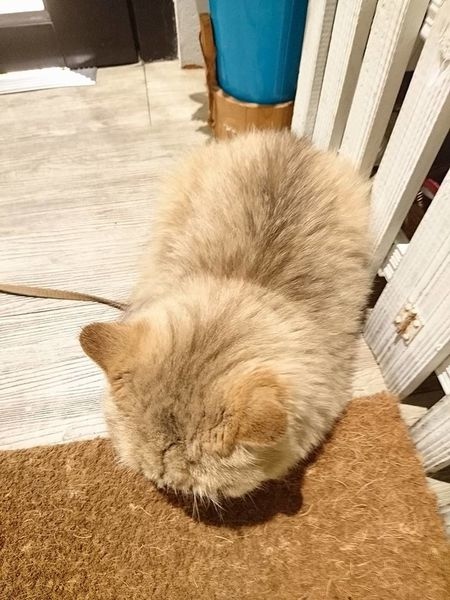 1478448184-2608578060_n