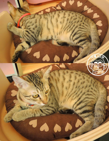 野喵中途咖啡:呷飽祙【新北三重・野喵中途咖啡】喵星人左擁右抱用餐 野喵中途咖啡:呷飽祙【新北三重・野喵中途咖啡】喵星人左擁右抱用餐