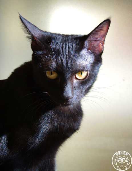 野喵中途咖啡:呷飽祙【新北三重・野喵中途咖啡】喵星人左擁右抱用餐 野喵中途咖啡:呷飽祙【新北三重・野喵中途咖啡】喵星人左擁右抱用餐