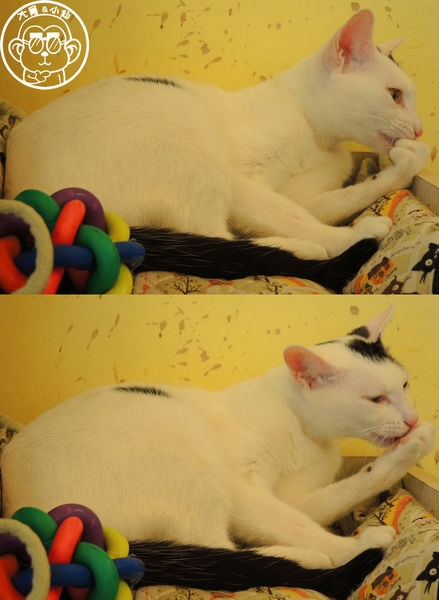 野喵中途咖啡:呷飽祙【新北三重・野喵中途咖啡】喵星人左擁右抱用餐 野喵中途咖啡:呷飽祙【新北三重・野喵中途咖啡】喵星人左擁右抱用餐