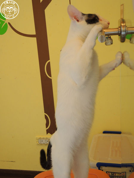 野喵中途咖啡:呷飽祙【新北三重・野喵中途咖啡】喵星人左擁右抱用餐 野喵中途咖啡:呷飽祙【新北三重・野喵中途咖啡】喵星人左擁右抱用餐