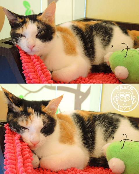 野喵中途咖啡:呷飽祙【新北三重・野喵中途咖啡】喵星人左擁右抱用餐 野喵中途咖啡:呷飽祙【新北三重・野喵中途咖啡】喵星人左擁右抱用餐