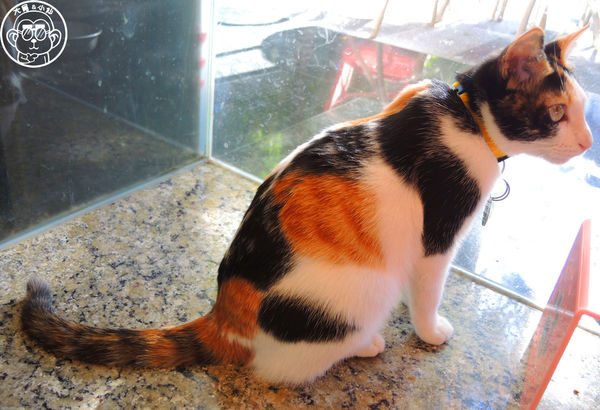 野喵中途咖啡:呷飽祙【新北三重・野喵中途咖啡】喵星人左擁右抱用餐 野喵中途咖啡:呷飽祙【新北三重・野喵中途咖啡】喵星人左擁右抱用餐