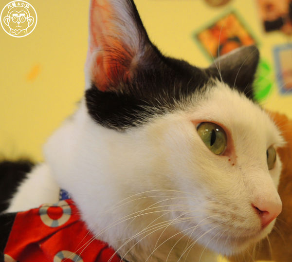 野喵中途咖啡:呷飽祙【新北三重・野喵中途咖啡】喵星人左擁右抱用餐 野喵中途咖啡:呷飽祙【新北三重・野喵中途咖啡】喵星人左擁右抱用餐