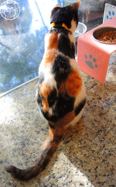 野喵中途咖啡:呷飽祙【新北三重・野喵中途咖啡】喵星人左擁右抱用餐 野喵中途咖啡:呷飽祙【新北三重・野喵中途咖啡】喵星人左擁右抱用餐