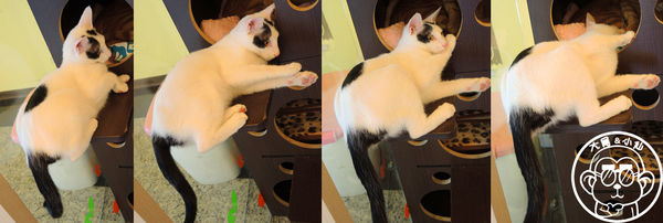 野喵中途咖啡:呷飽祙【新北三重・野喵中途咖啡】喵星人左擁右抱用餐 野喵中途咖啡:呷飽祙【新北三重・野喵中途咖啡】喵星人左擁右抱用餐