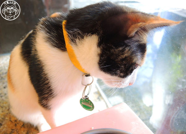 野喵中途咖啡:呷飽祙【新北三重・野喵中途咖啡】喵星人左擁右抱用餐 野喵中途咖啡:呷飽祙【新北三重・野喵中途咖啡】喵星人左擁右抱用餐