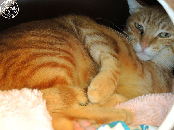 野喵中途咖啡:呷飽祙【新北三重・野喵中途咖啡】喵星人左擁右抱用餐 野喵中途咖啡:呷飽祙【新北三重・野喵中途咖啡】喵星人左擁右抱用餐