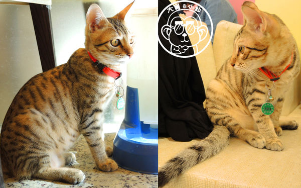 野喵中途咖啡:呷飽祙【新北三重・野喵中途咖啡】喵星人左擁右抱用餐 野喵中途咖啡:呷飽祙【新北三重・野喵中途咖啡】喵星人左擁右抱用餐