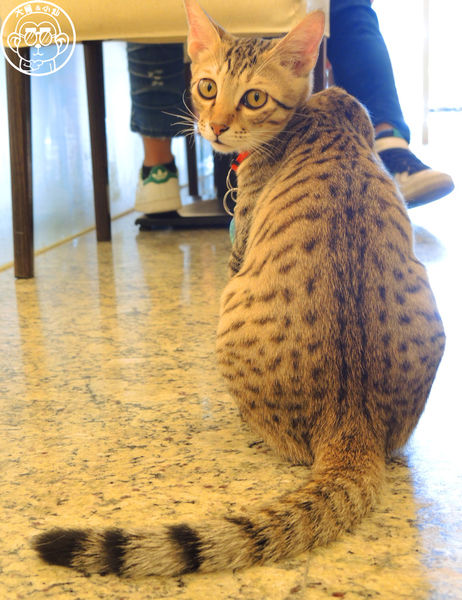 野喵中途咖啡:呷飽祙【新北三重・野喵中途咖啡】喵星人左擁右抱用餐 野喵中途咖啡:呷飽祙【新北三重・野喵中途咖啡】喵星人左擁右抱用餐